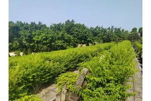 南山陵园，杭州的静谧之地